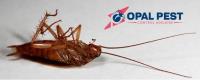 Opal Pest Control Adelaide image 1